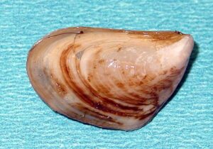 Quagga Mussels